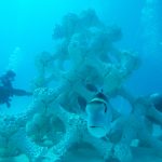 180830_3-D Printed Reef_001
