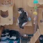 190215_catshelter_001