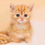 190224_This Cat Does Not Exist_000