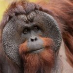 190423_Bornean Orangutan_001