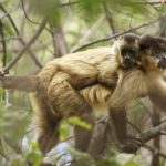 190625_Black-striped capuchin_001