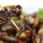 190628_insect food_001