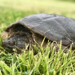 190715_Turtle_001
