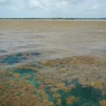 190717_Sargassum _001