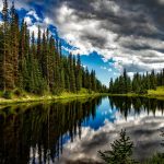 190721_forest_001