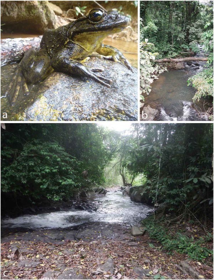 나만의 연못 만드는 세계 최대 개구리 테크레시피