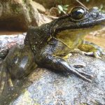 190818_Goliath frog_002