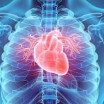 190916_cardiovascular_9010