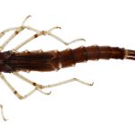 191201_aquatic-insect_0012