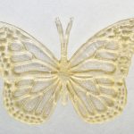 200216_McDonald_bytterfly_001
