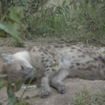 200405_wildearth_001