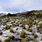 200628_Glacier-Mice_001