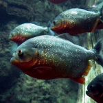 200725_piranha_001