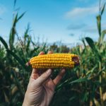 200915_corn_8001