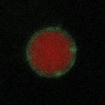 201025_spermatozoa_002