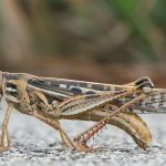 201129_American_Bird_Grasshopper_001