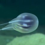 201201_Duobrachium-sparksae_001