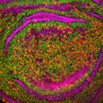 210115_protein_001