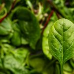 210203_spinach_001