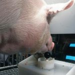 210215_pig_video_game_001