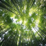 210318_forest_001