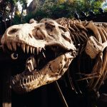 210416_Tyrannosaurus_001