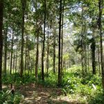 210716_Amazonia_001