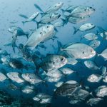 210719_fish_99999