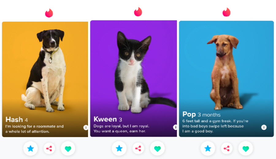 獨Animal protection group, register your pet on Tinder and go on a date? -  Techrecipe