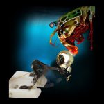 210827_Robot-shrimp_001