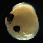 210918_brain-organoid-with-optic-cups_001