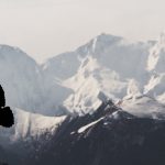 211017_bird-fly_00000001