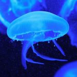 211130_jellyfish_00001