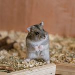 220119_hamster_0000001