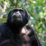 220526_Chimpanzee_00000001