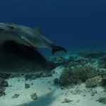 220529_Dolphins_0000001