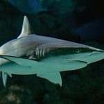 220822_Sharks_000001