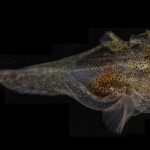 220826_Liparis-gibbus_0001