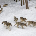 221210_wolves_000001