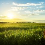 221224_cornfield_000001