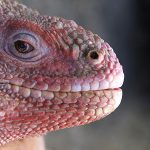 221227_Galapagos-pink-land-iguana_00001