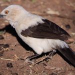 221227_Southern-pied-babbler_000001