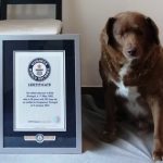 230203_Oldest-dog-EVER-record_00001