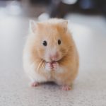 230312_Mice-cheese_00001