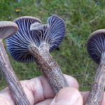 230415_mycoforestry_000001