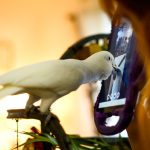 230423_Parrots_00001