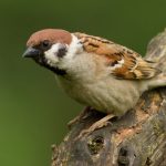 230423_Sparrows_00001