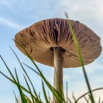230507_Giant-Mushrooms_0001