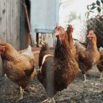 230507_chicken_1