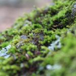 230626_mosses_00001
